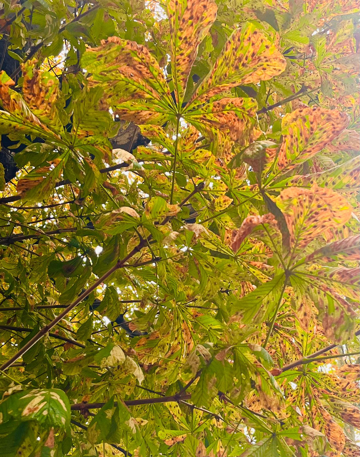 Spring Image 2